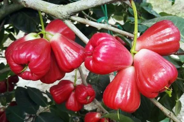 水果樹苗品種有哪些,進口品種受歡迎