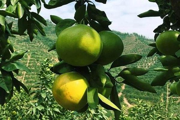 水果樹苗品種有哪些,進口品種受歡迎