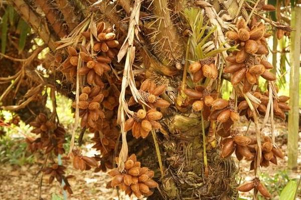 水果樹苗品種有哪些,進口品種受歡迎