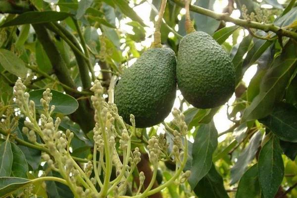 水果樹苗品種有哪些,進口品種受歡迎