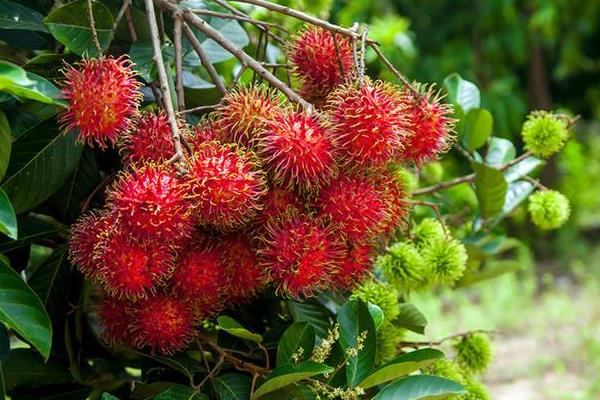 水果樹苗品種有哪些,進口品種受歡迎