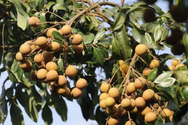 水果樹苗品種有哪些,進口品種受歡迎