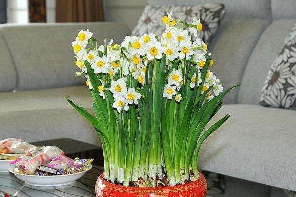 水仙花的種植步驟,5個(gè)步驟輕松學(xué)會(huì)種水仙花