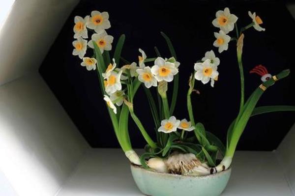 水仙花的種植步驟,5個(gè)步驟輕松學(xué)會(huì)種水仙花