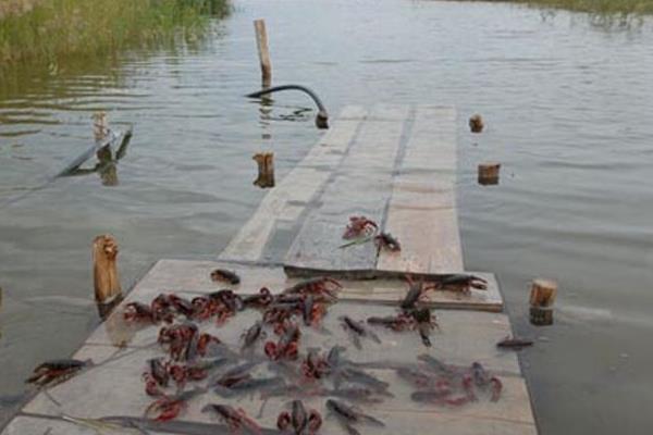 養殖龍蝦一畝利潤多少，到底賺不賺錢
