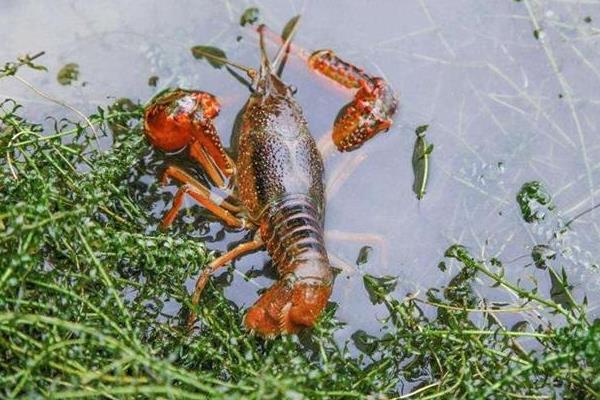 養殖龍蝦一畝利潤多少，到底賺不賺錢