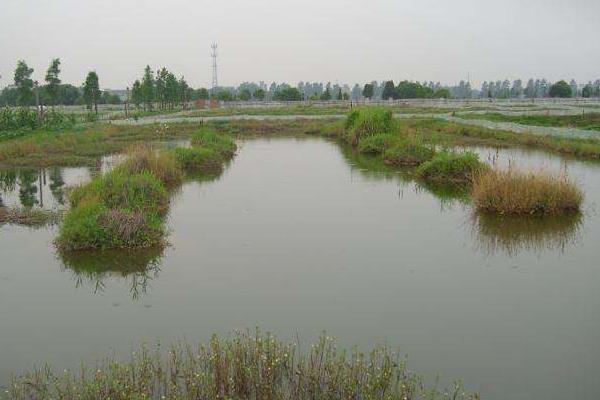 養殖龍蝦一畝利潤多少，到底賺不賺錢