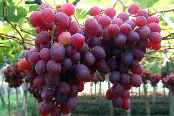 膨大素什么時間打