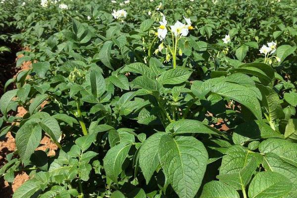 膨大素什么時間打