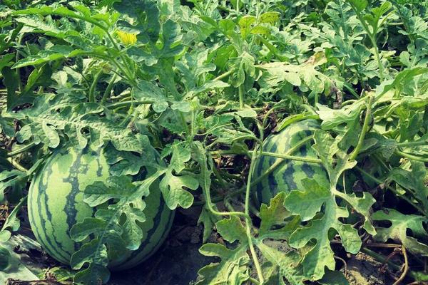 膨大素什么時間打