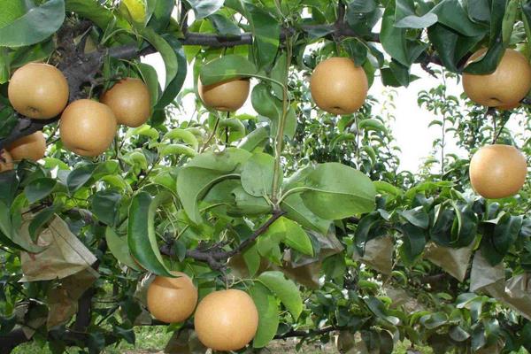 膨大素什么時間打