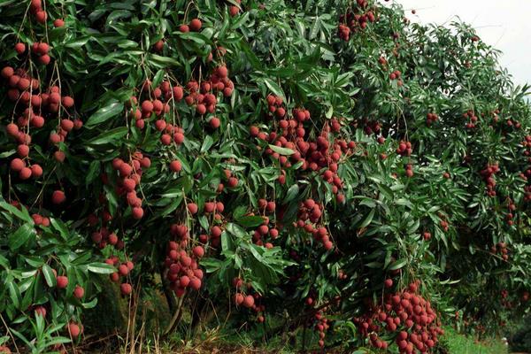 膨大素什么時間打