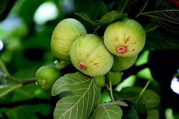 東北適合種什么水果樹苗,北方新品種有哪些