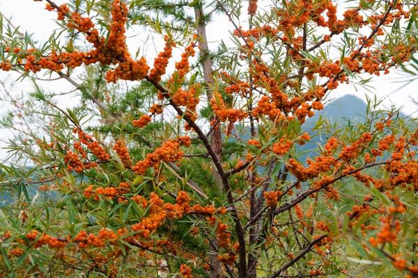 東北適合種什么水果樹苗,北方新品種有哪些