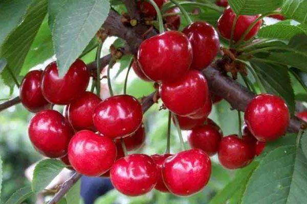 東北適合種什么水果樹苗,北方新品種有哪些