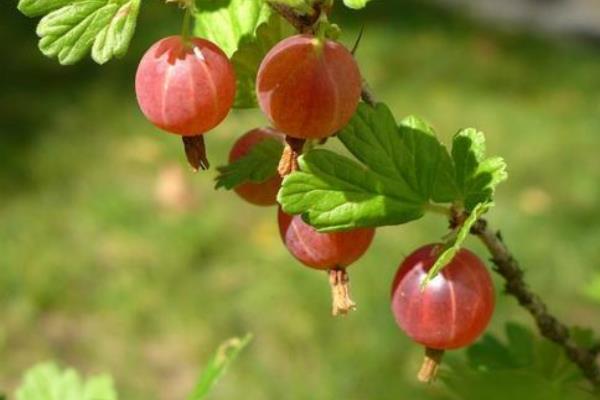 東北適合種什么水果樹苗,北方新品種有哪些