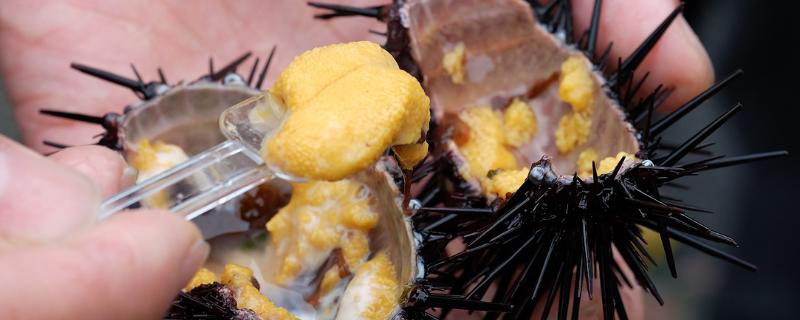 大連海膽什么時(shí)候肥，什么時(shí)候是大連海膽季