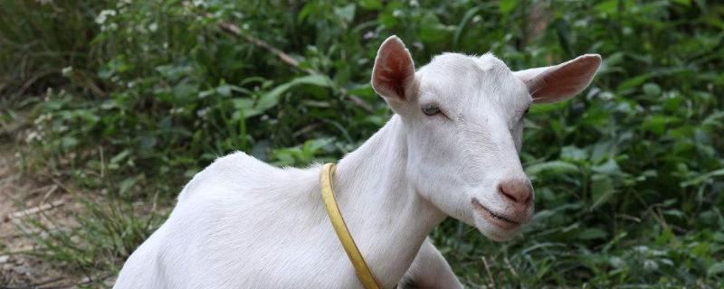 養奶羊利潤大嗎,養100只一年利潤多少