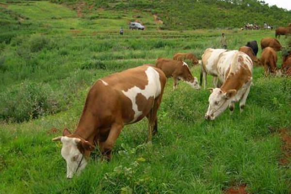 養(yǎng)肉牛掙錢嗎,和奶牛比哪個更好