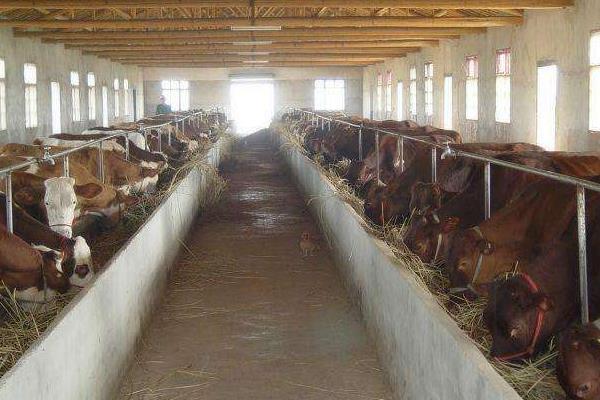 養(yǎng)肉牛掙錢嗎,和奶牛比哪個更好