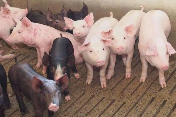 育肥豬疫苗流程表,從出生都要打什么疫苗