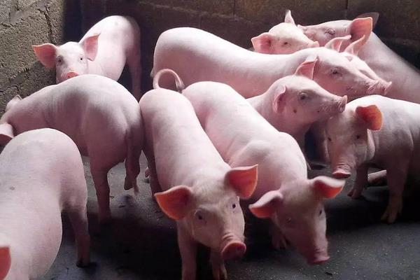 育肥豬疫苗流程表,從出生都要打什么疫苗