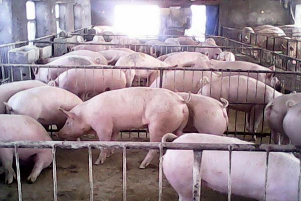 育肥豬疫苗流程表,從出生都要打什么疫苗