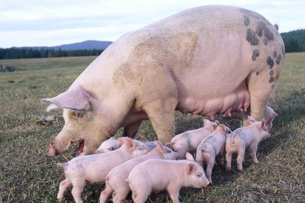 育肥豬疫苗流程表,從出生都要打什么疫苗