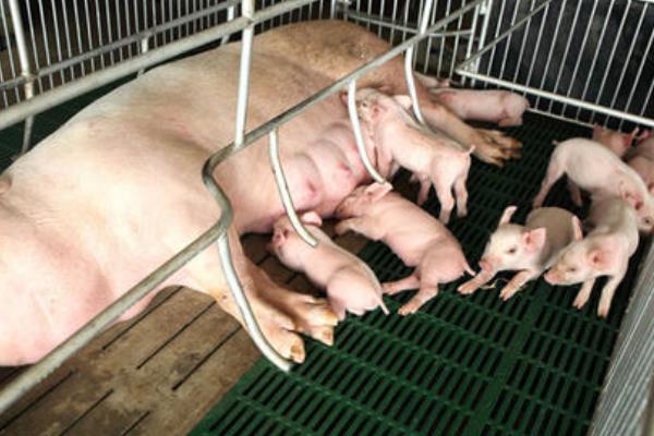 育肥豬疫苗流程表,從出生都要打什么疫苗