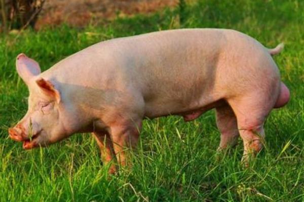 育肥豬疫苗流程表,從出生都要打什么疫苗