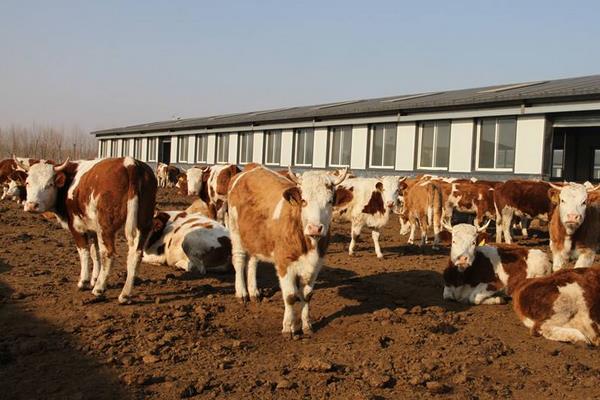 養(yǎng)肉牛掙錢嗎,和奶牛比哪個更好