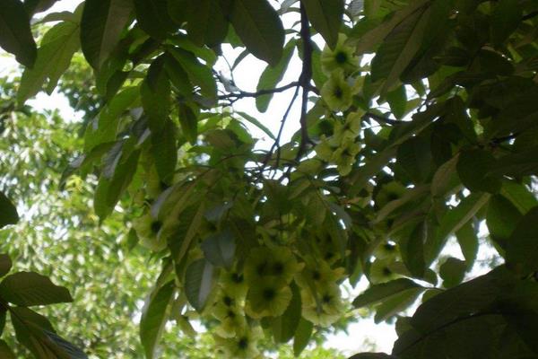 銅錢樹圖片和養(yǎng)殖方法，附注意事項