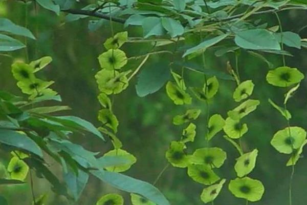 銅錢樹圖片和養(yǎng)殖方法，附注意事項