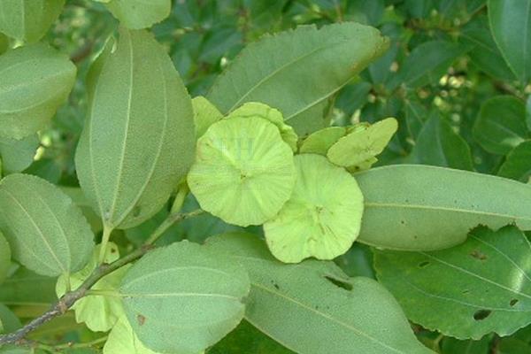 銅錢樹圖片和養(yǎng)殖方法，附注意事項