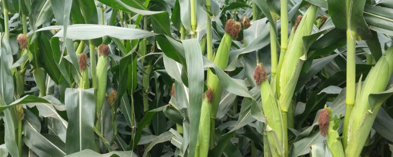 玉米控旺藥什么時候打合適