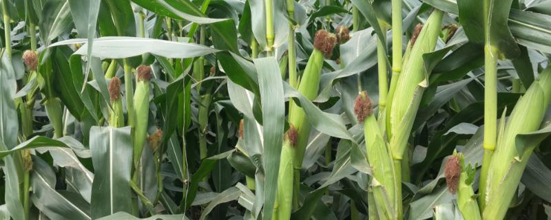 玉米化控的時間,用什么藥好