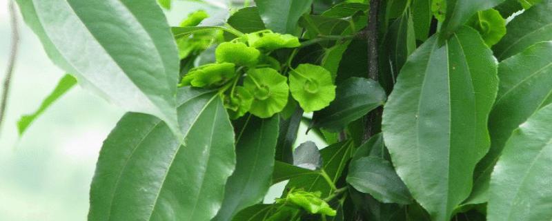 銅錢樹圖片和養殖方法，附注意事項