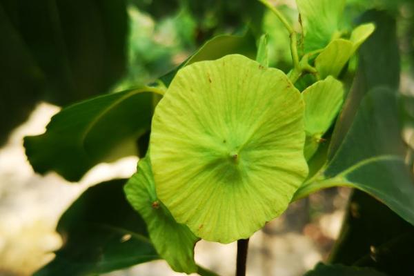 銅錢樹圖片和養(yǎng)殖方法，附注意事項