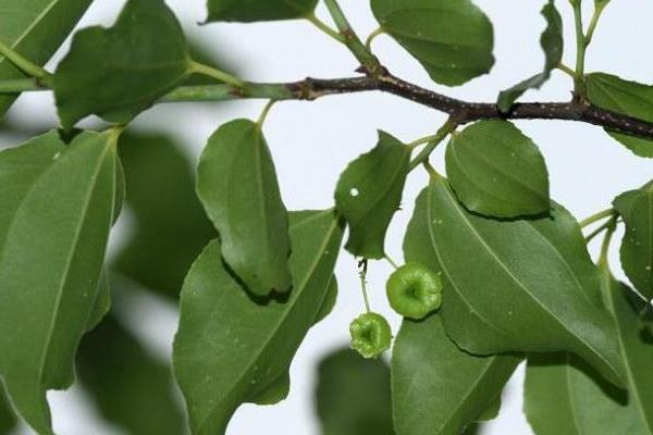 銅錢樹圖片和養(yǎng)殖方法，附注意事項