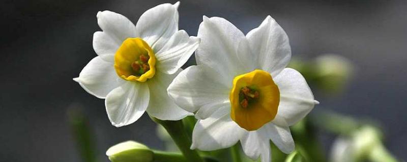水仙花的種植步驟，5個步驟輕松學會種水仙花