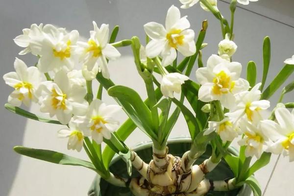 水仙花的種植步驟,5個(gè)步驟輕松學(xué)會(huì)種水仙花