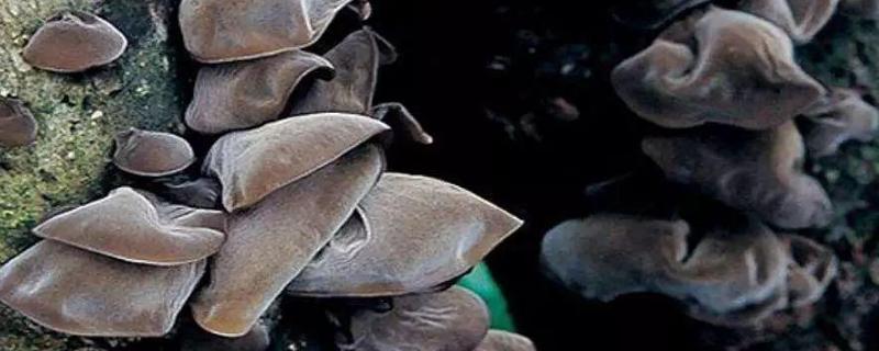 木耳種植方法及技術，附成本及利潤分析