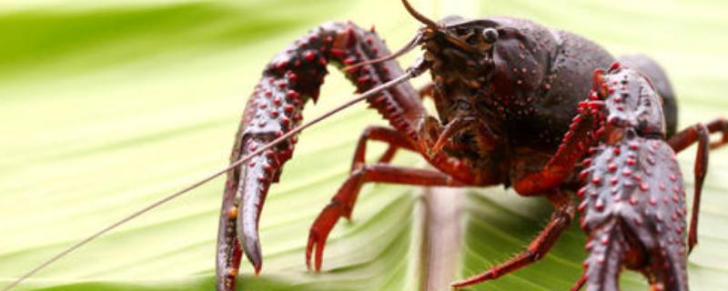 養殖龍蝦一畝利潤多少,到底賺不賺錢