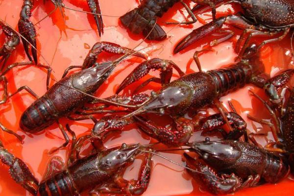 養殖龍蝦一畝利潤多少，到底賺不賺錢