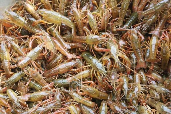 養殖龍蝦一畝利潤多少，到底賺不賺錢