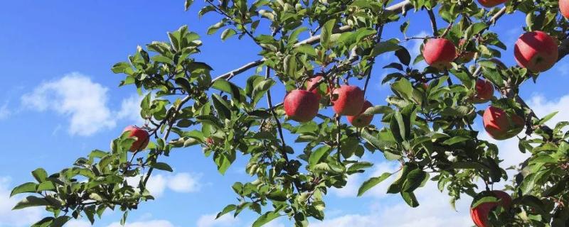 給果樹打藥的時間，上午好還是下午好？