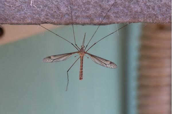 殺蚊子較強的農藥，這些農藥效果好