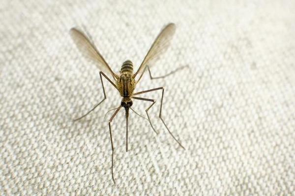 殺蚊子較強的農藥，這些農藥效果好