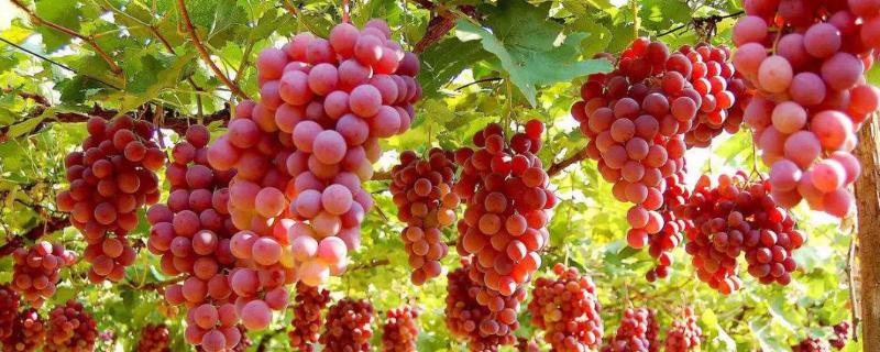 葡萄什么時候套袋合適，什么時候撤袋較好