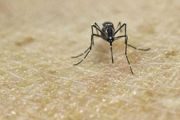 殺蚊子較強的農藥，這些農藥效果好